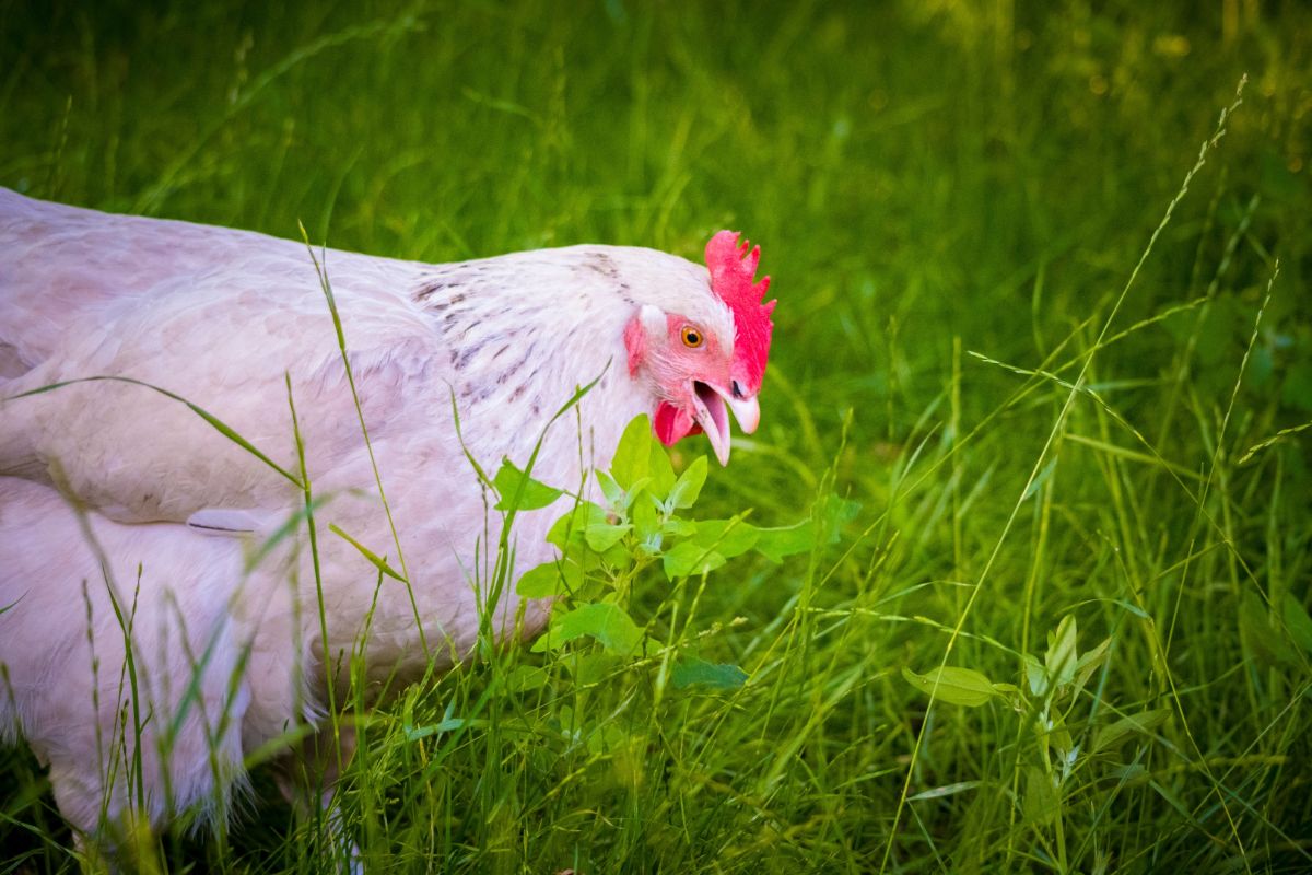 White chicken eating tall grass.