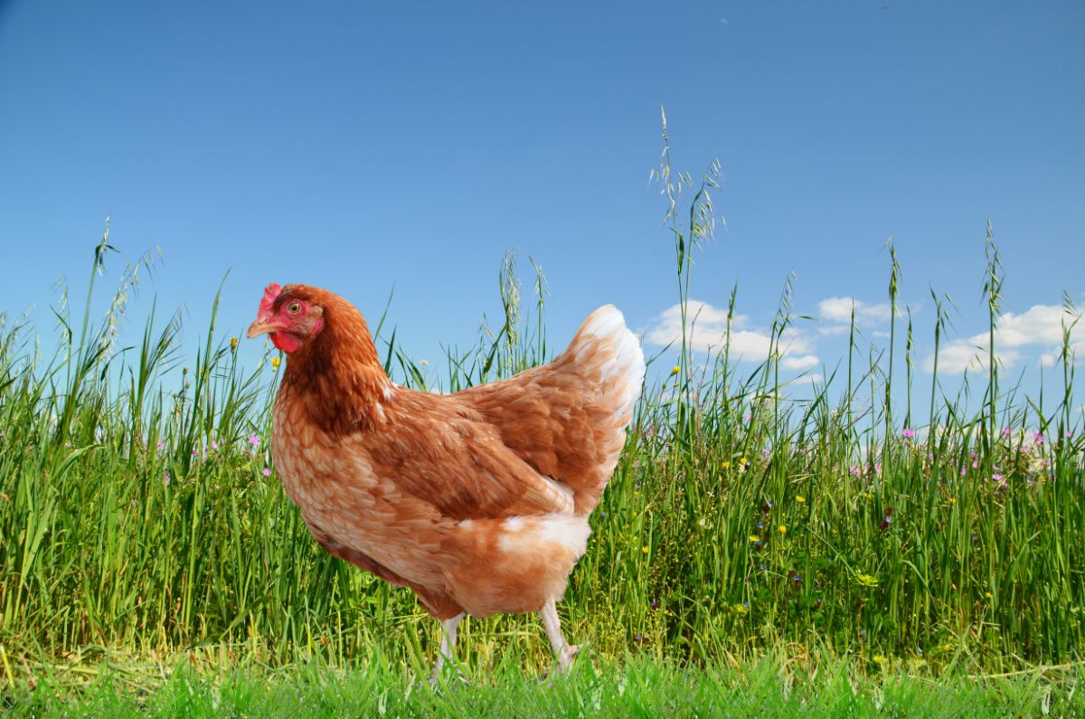 Free-range brown chicken on pasture.