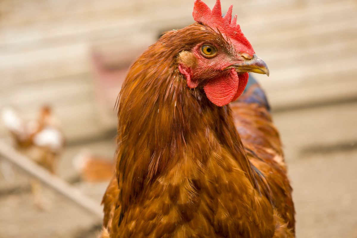 Brown chicken head close-up.