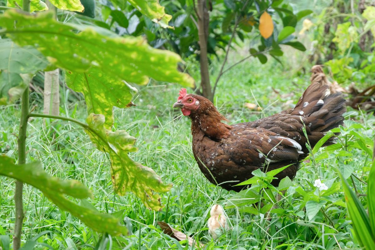 Brown wild chicken in tall grass.