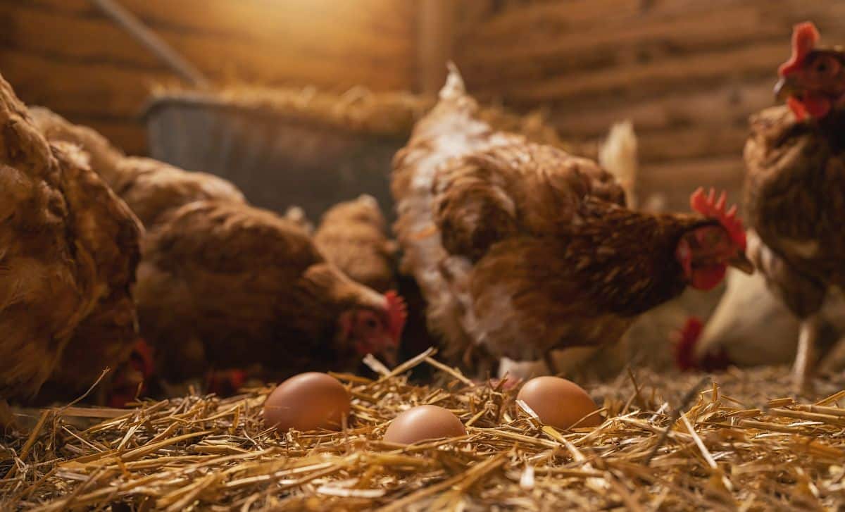Bunch of chickens and chicken eggs on a straw bedding inside a coop.