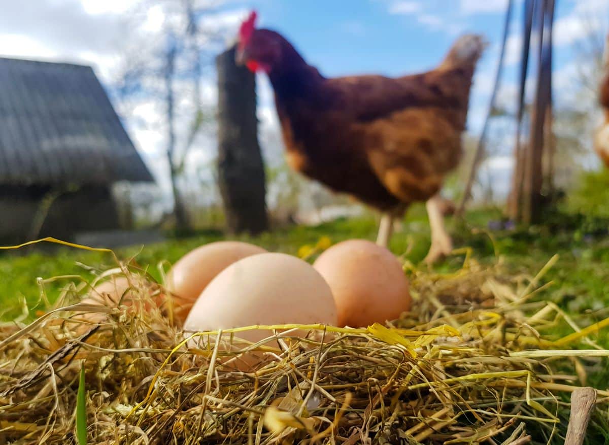 Three chicken eggs in straw next outdoor.