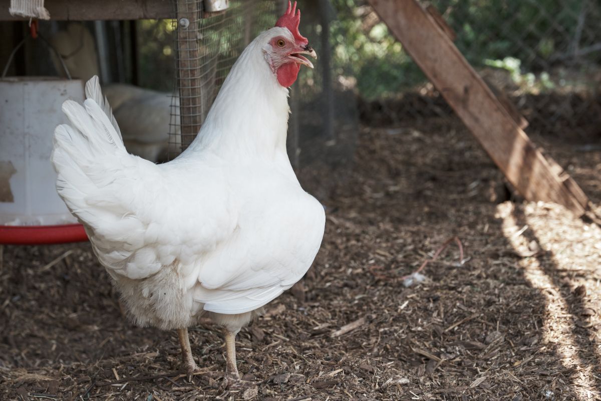 White chicken panting in a shade of coop.