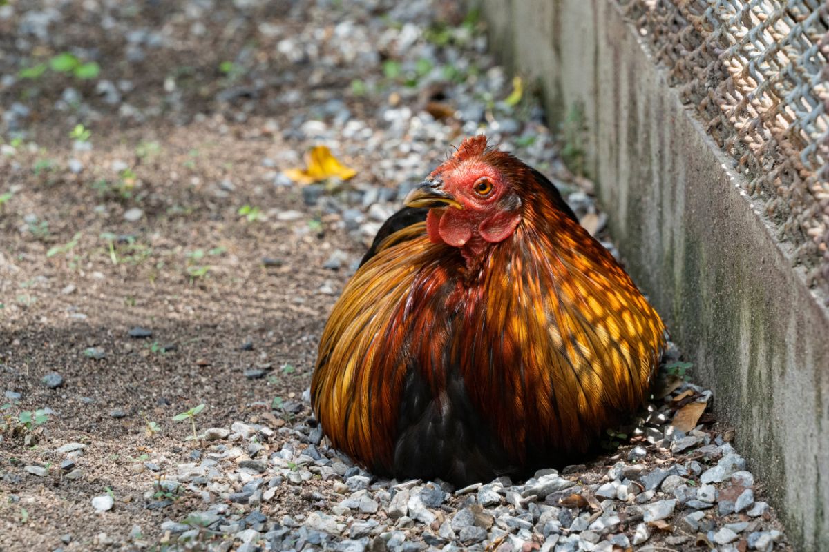 Colorful chicken resting near a fence.
