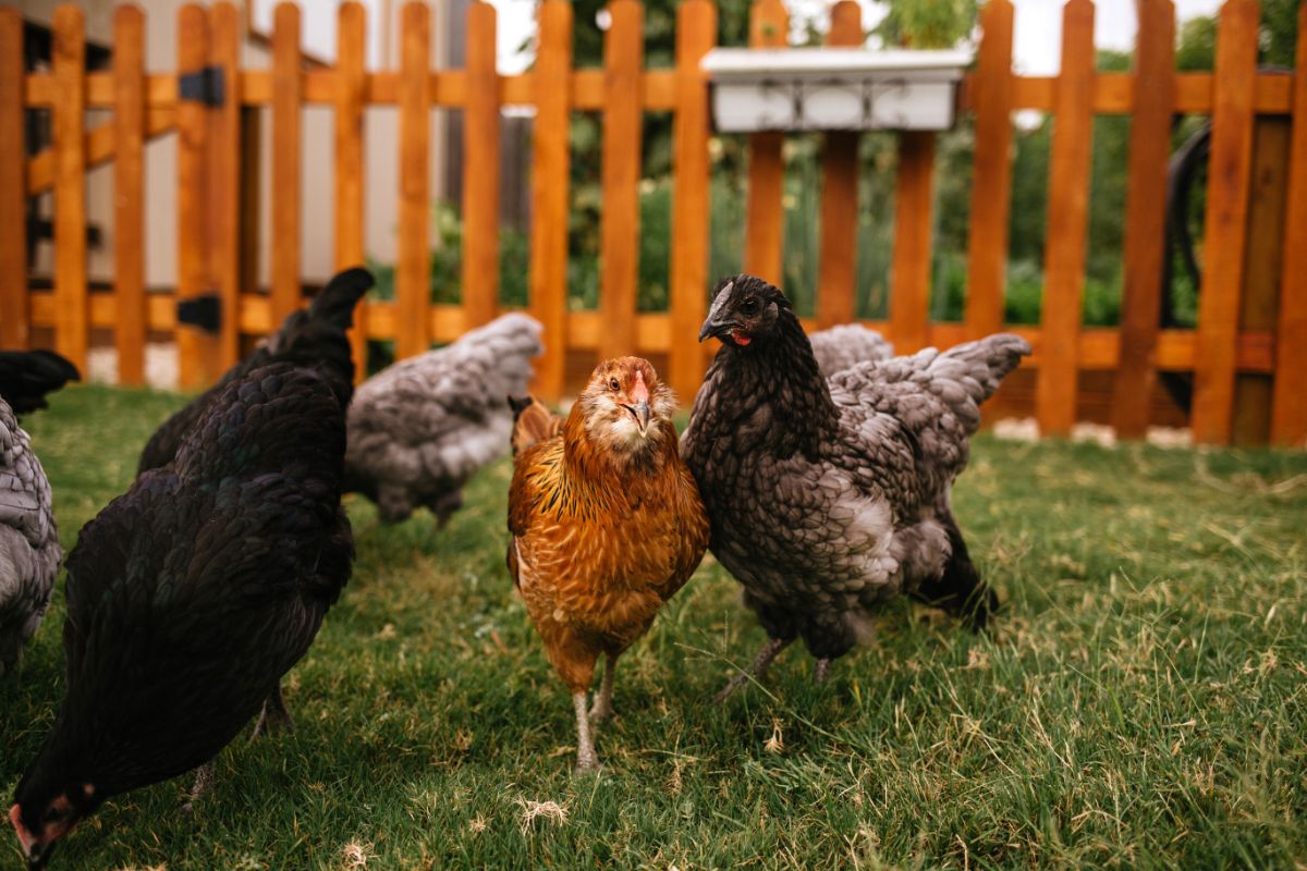 Bunch of chickens roaming in a backyard.