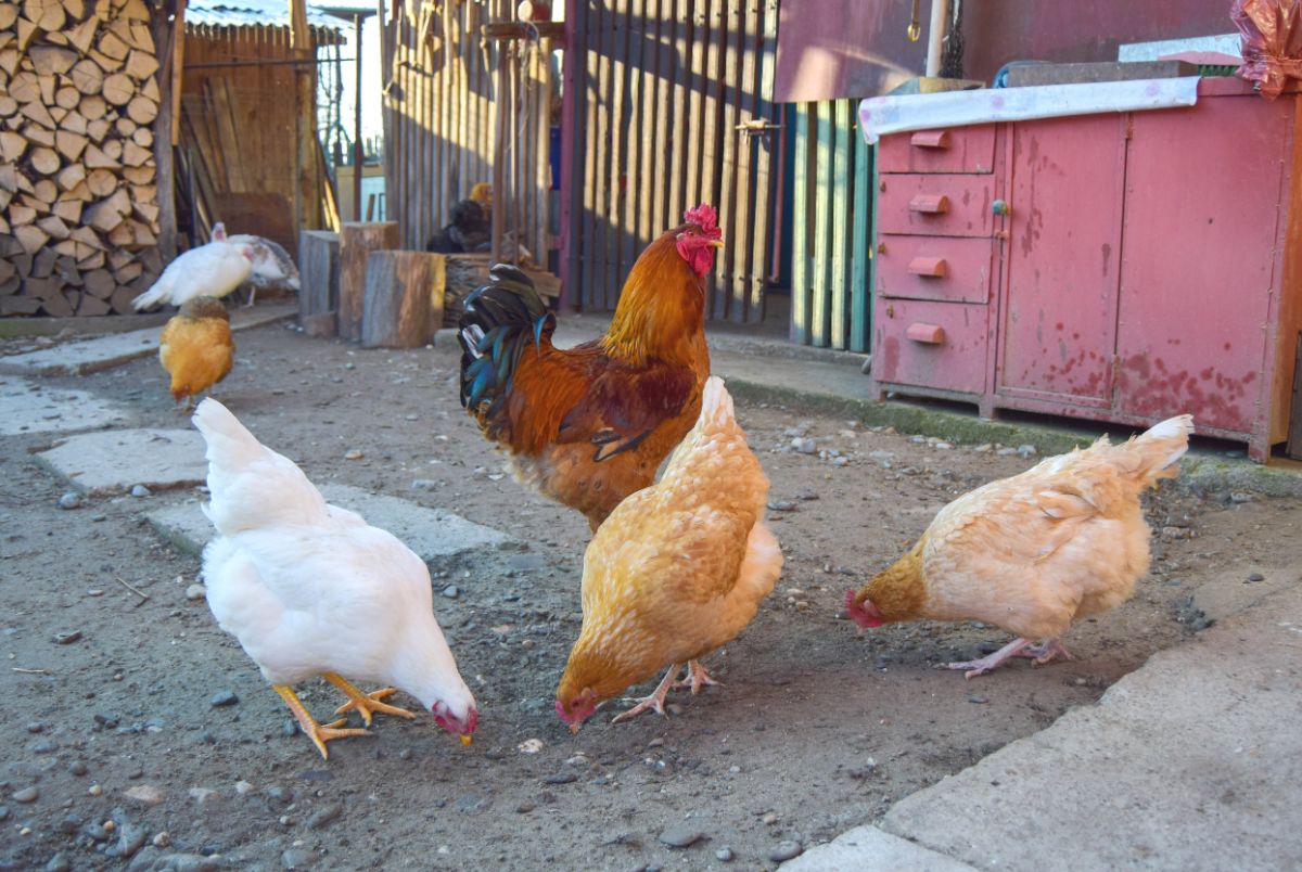 Bunch of chickens and a rooster in a backyard.