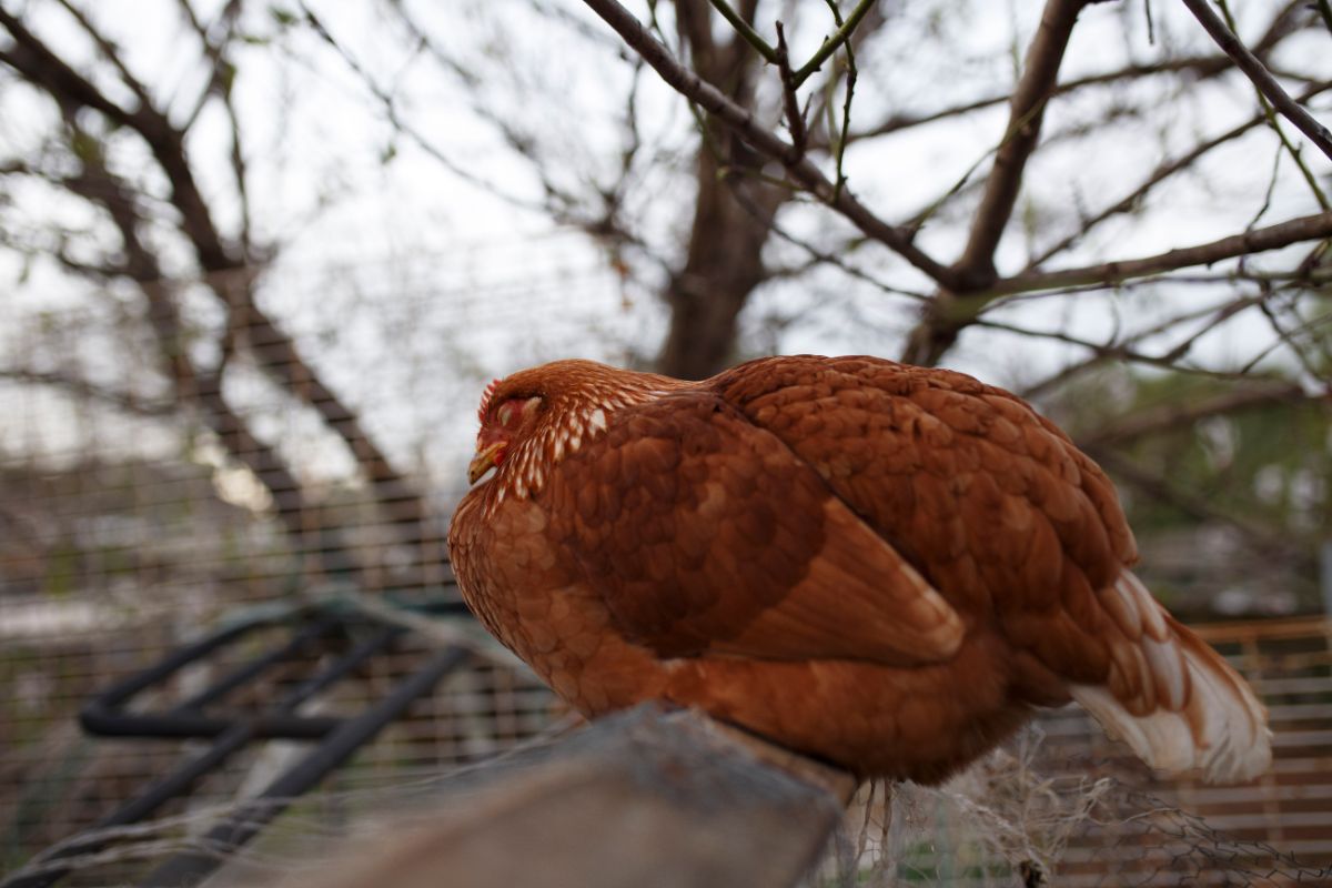 Rrd big chicken sleeping on a wooden board.