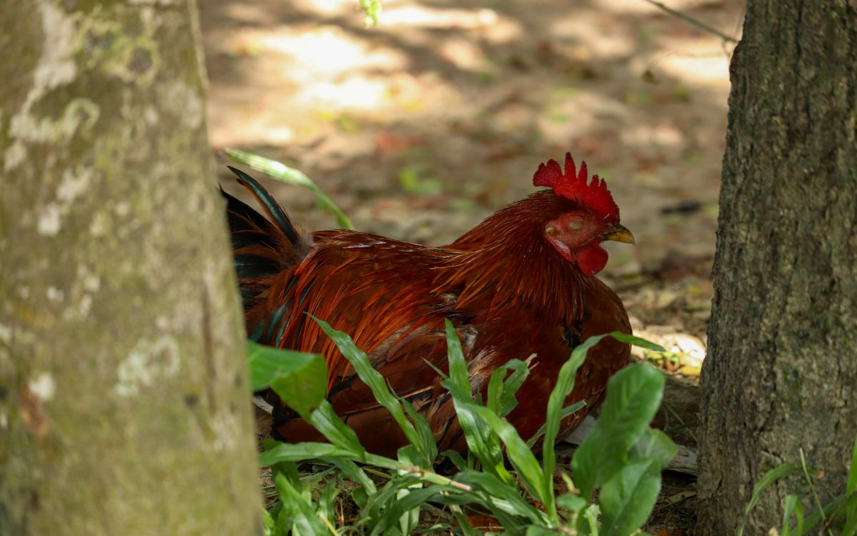 Brow-red chicken sleeping in the shade of trees.