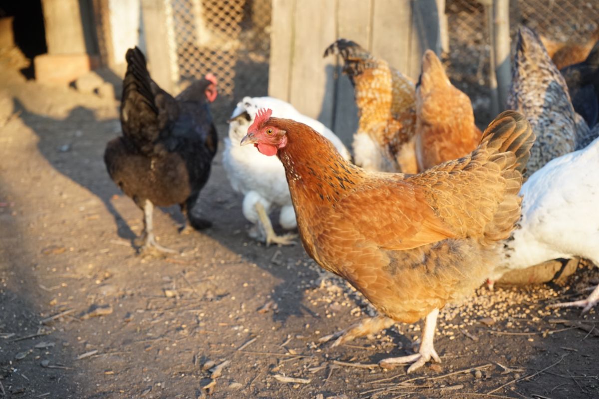 Bunch of chickens in a backyard near a coop.
