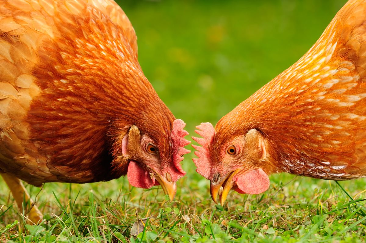 Two brown chickens eating green grass.