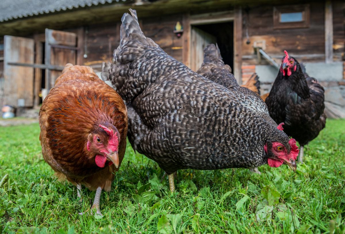 Four chickens feeding on green grass.