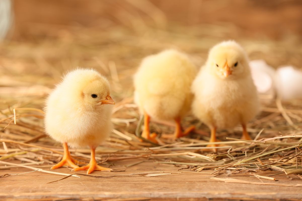 Three cute yellow chicks on a straw bedding.
