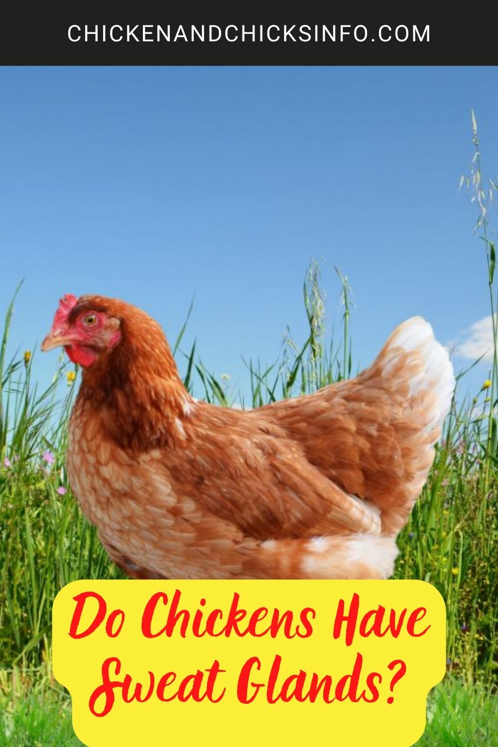 Do Chickens Have Sweat Glands? poster.
