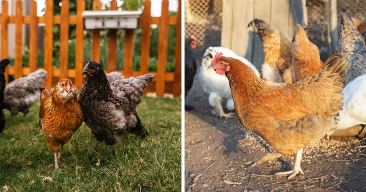 Do Chickens Pee? (Explanation and Myths Busted) Chicken & Chicks Info