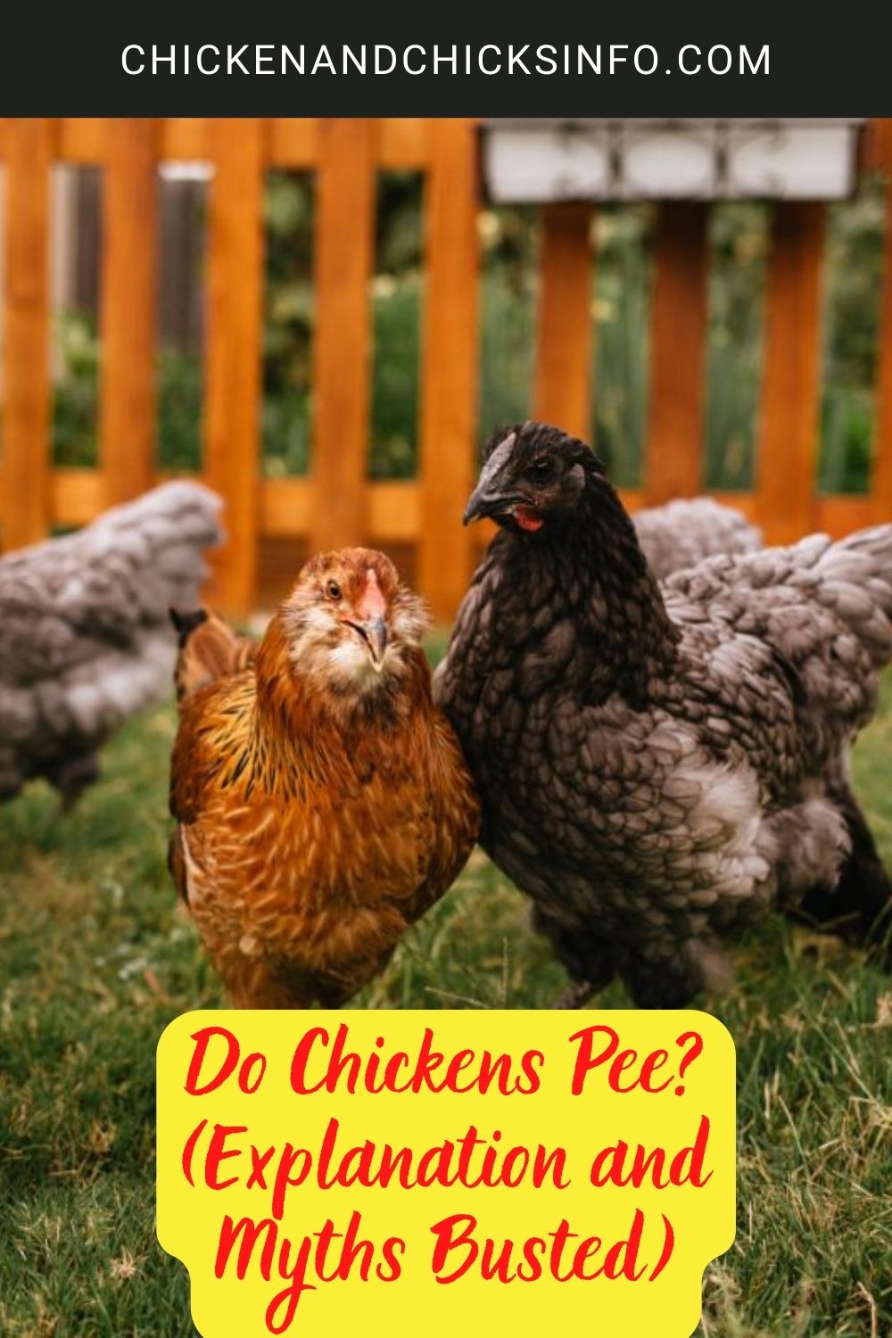 Do Chickens Pee? (Explanation and Myths Busted) poster.
