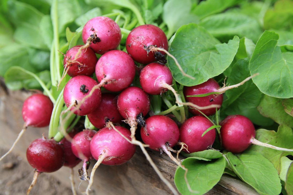 Freshly harvested stack of radishes.