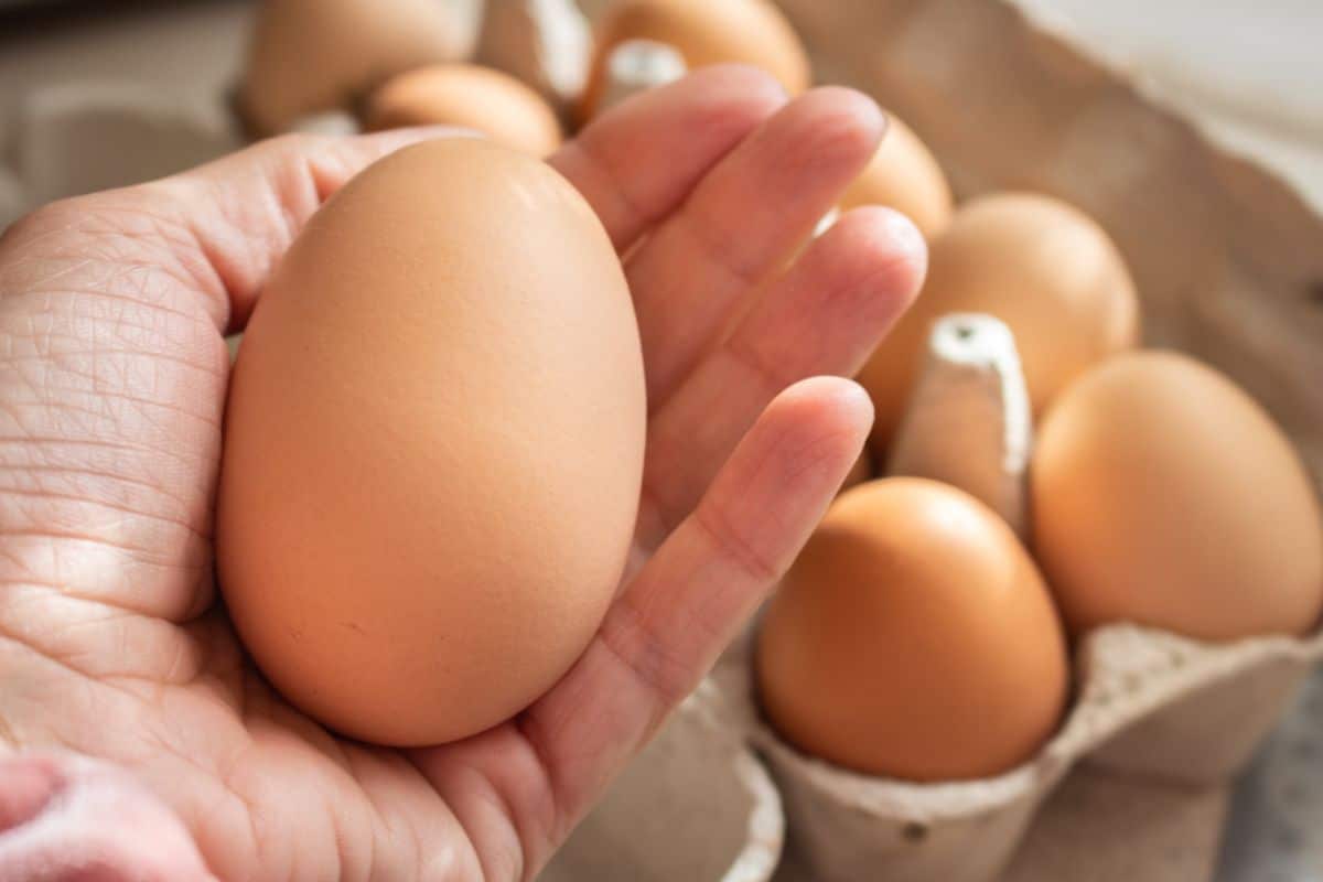 Hand holding a huge chicken egg.