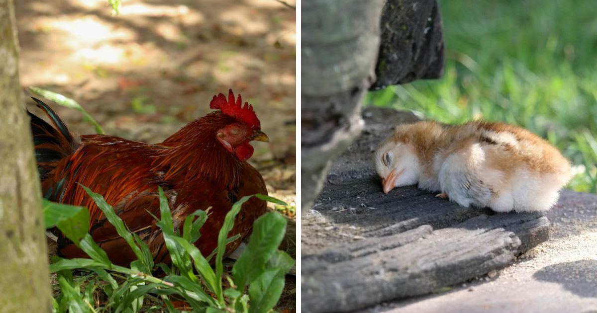 How Do Chickens Sleep Positions And Habits Explained Chicken