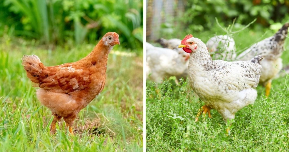 How Long Do Pullets Lay Small Eggs? - Chicken & Chicks Info