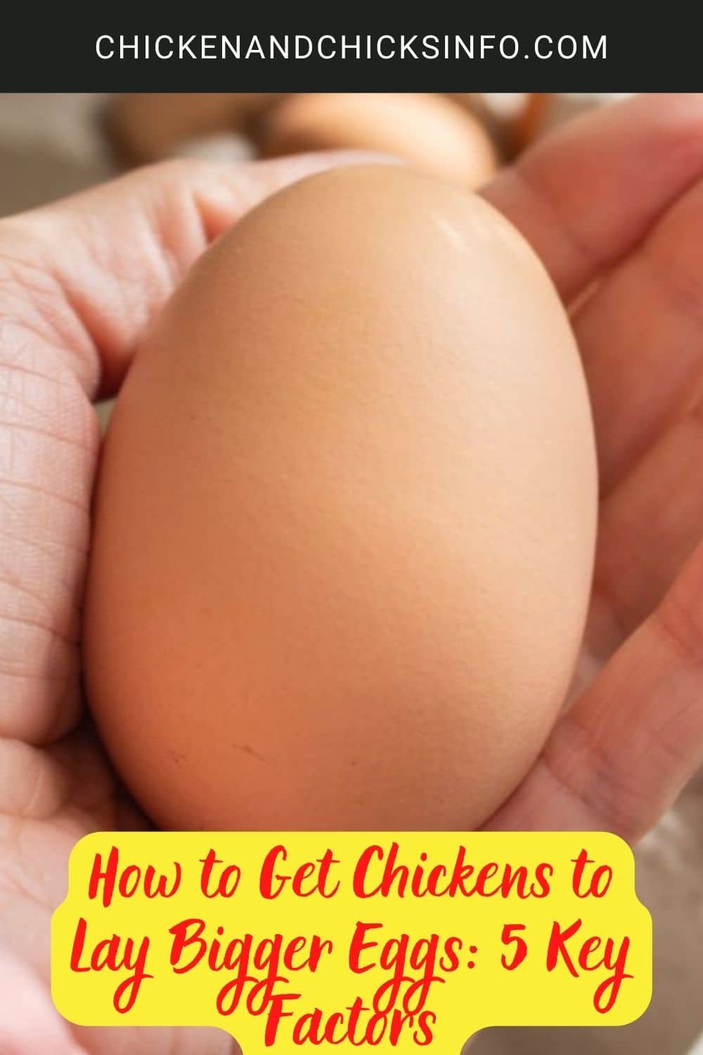 How to Get Chickens to Lay Bigger Eggs: 5 Key Factors poster.
