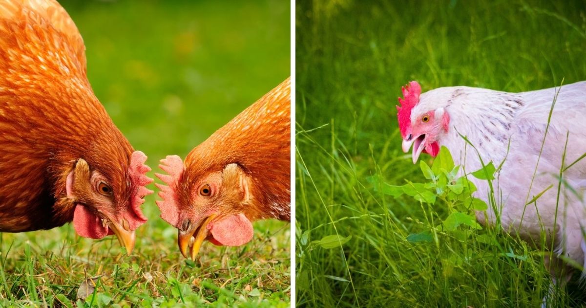 Is Grass Good for Chickens? (Yep! Here's Why) Chicken & Chicks Info