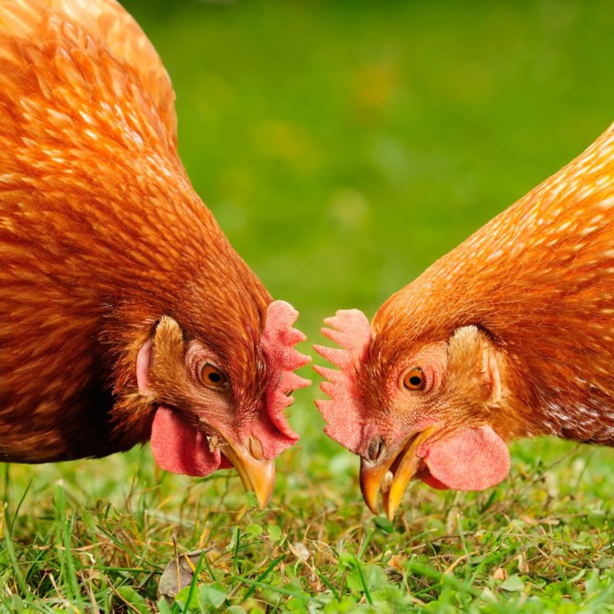 Do Chickens Have Sweat Glands? Chicken & Chicks Info
