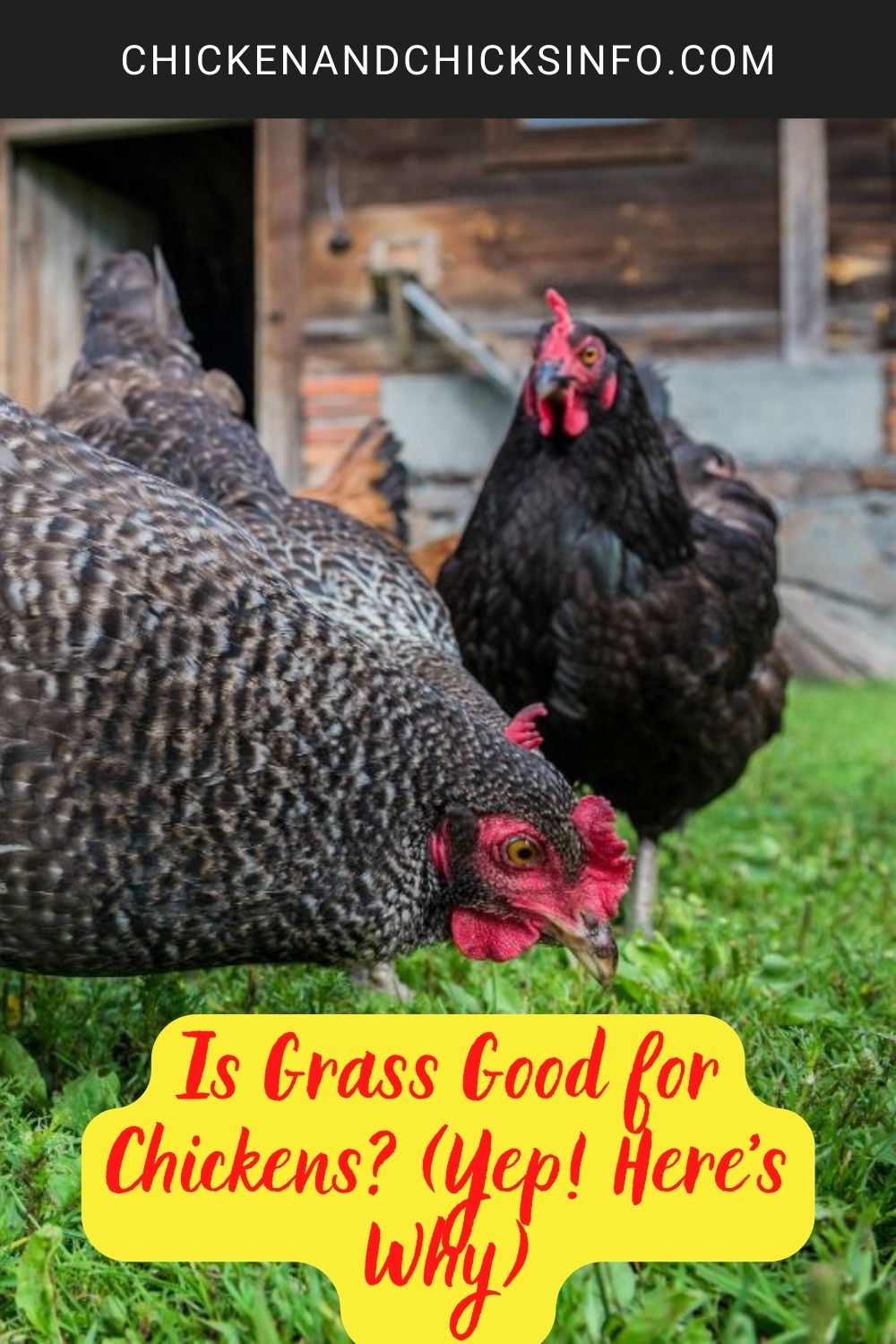 Is Grass Good for Chickens? (Yep! Here's Why) poster.
