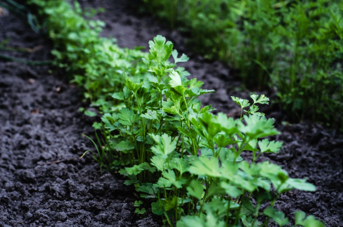 Row of organic parsley growing in rich soil.