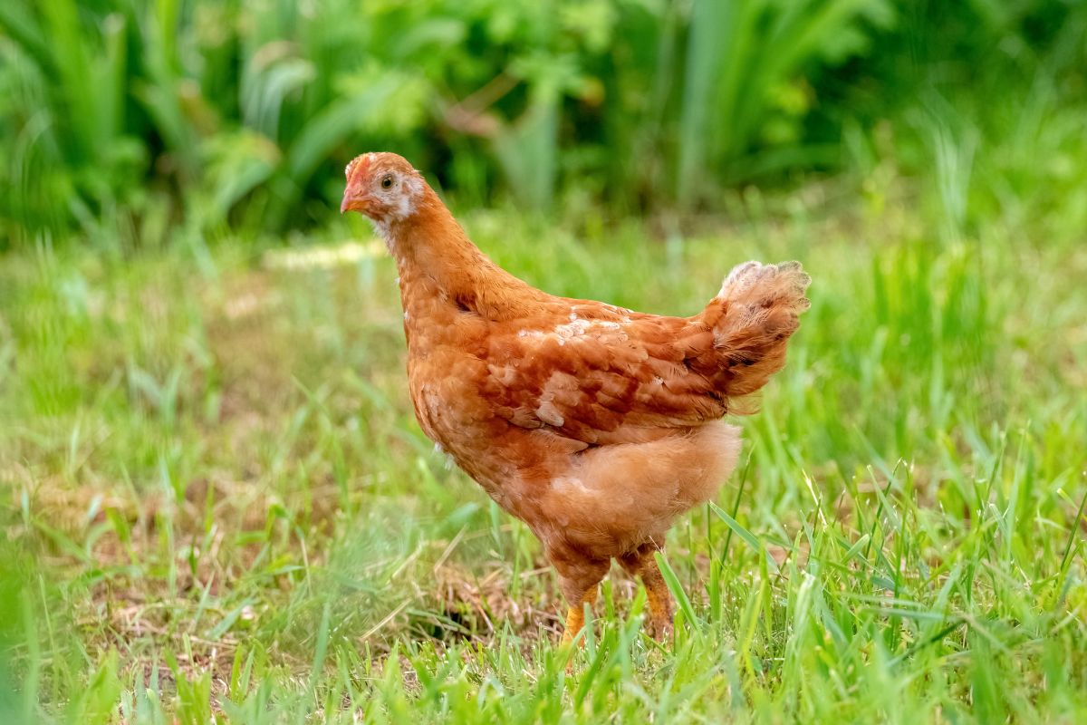 Young brown chicken standing on a pasture.
