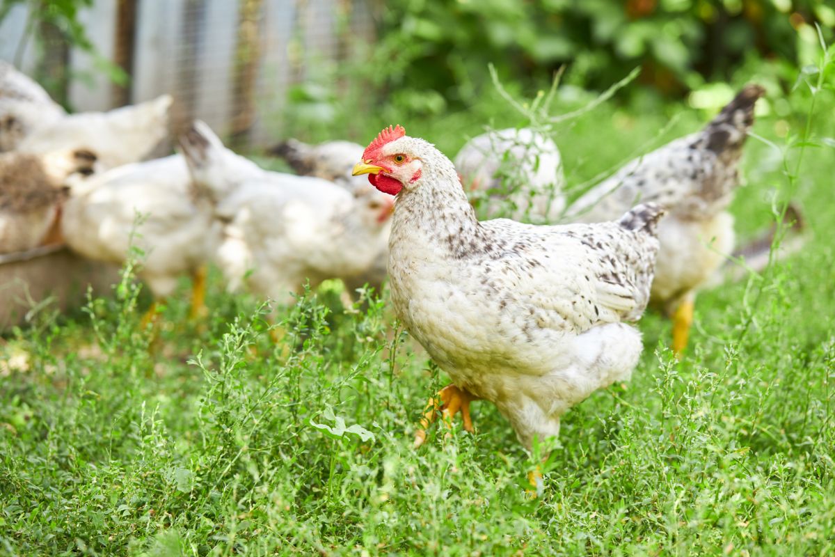 Young white-gray chicken walking on a pasture.