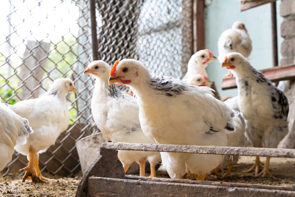 Bunch of white-gray young chickens near a wooden through.