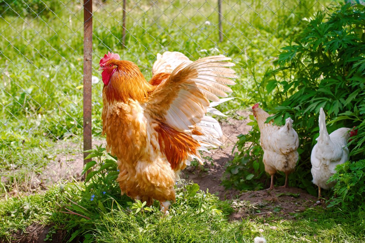 Brown rooster spreading wings near chickens in a shade.