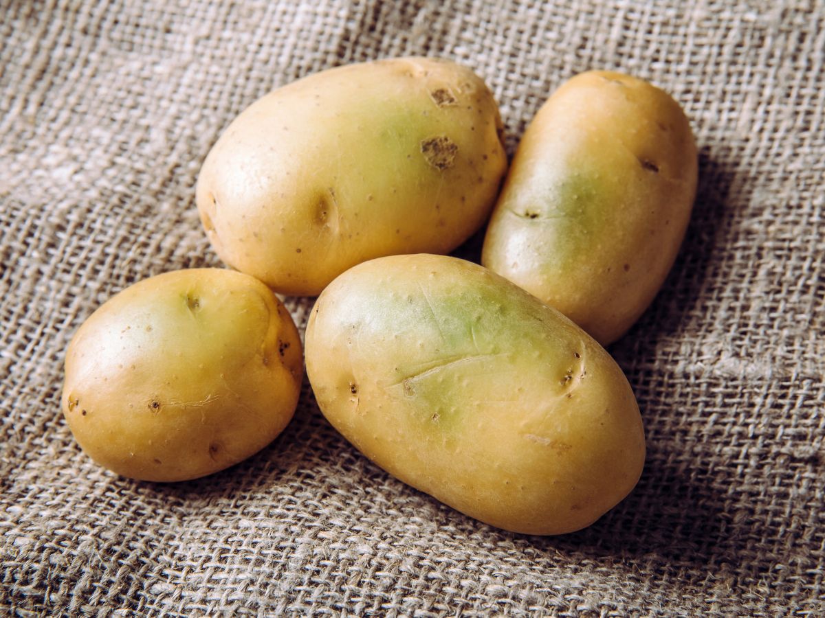 Four potatoes with green spots on a potato sack,