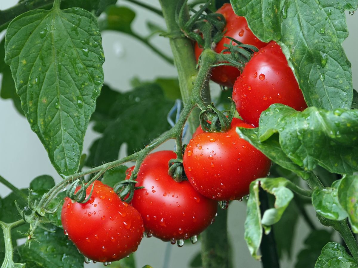 Bunch of ripe tomatoes with raindrops hanging on a plant.
