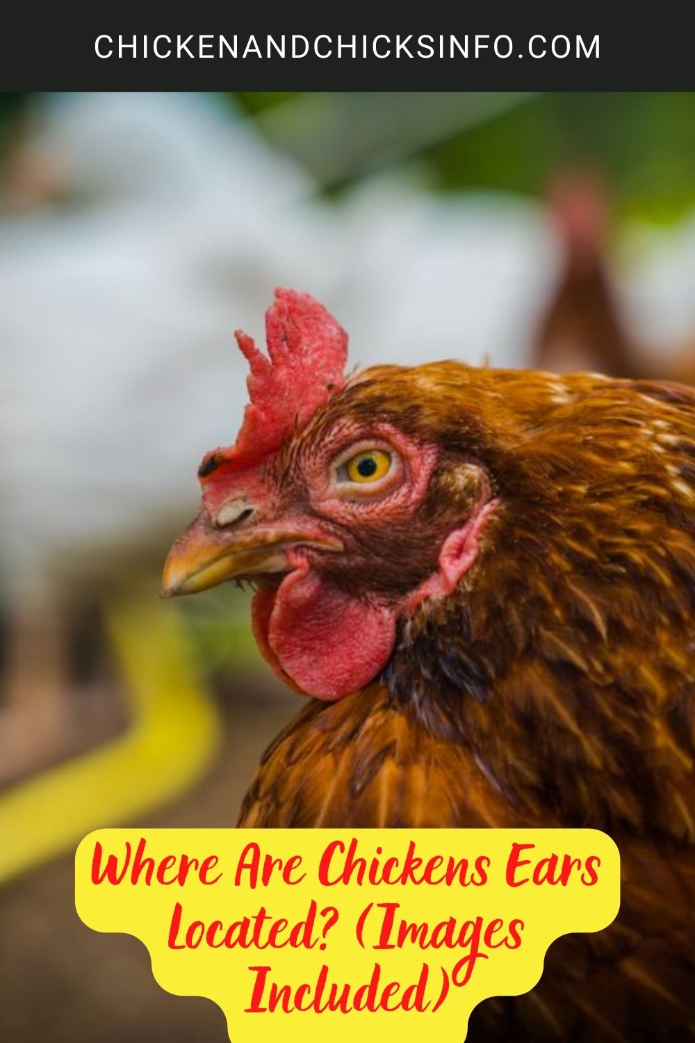 Where Are Chickens Ears Located? (Images Included) poster.
