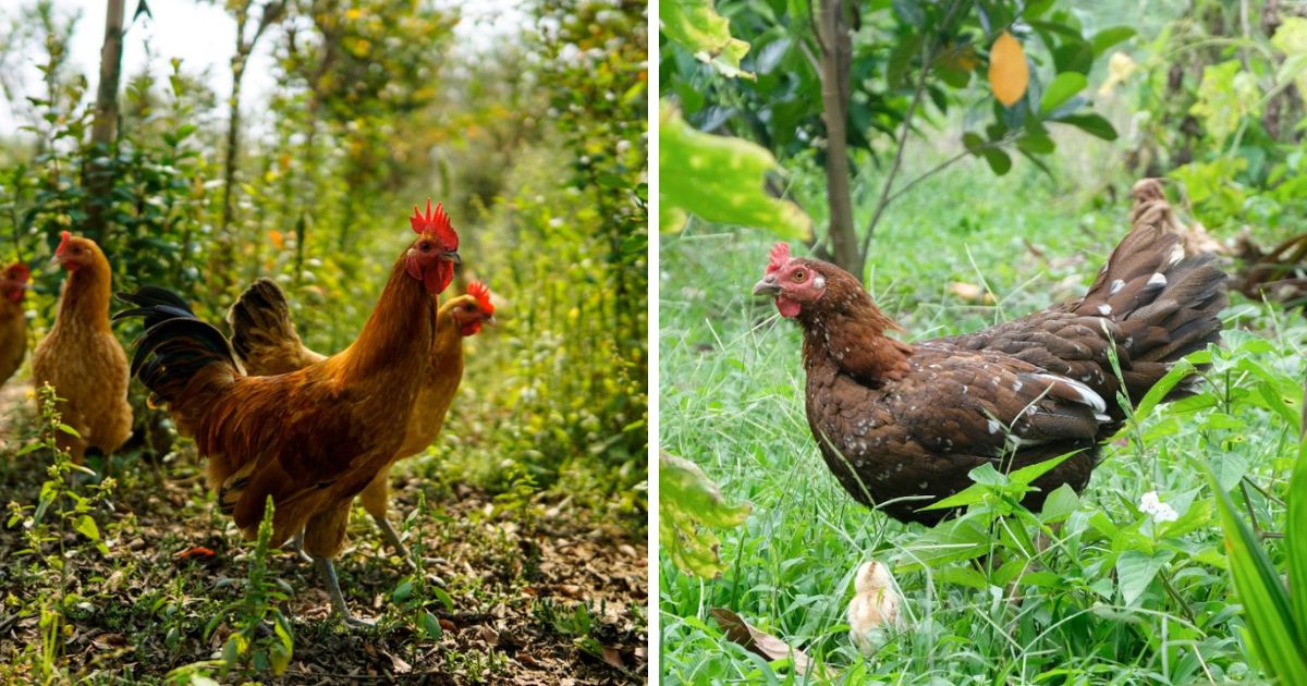 Where Do Chickens Live in the Wild? Chicken & Chicks Info