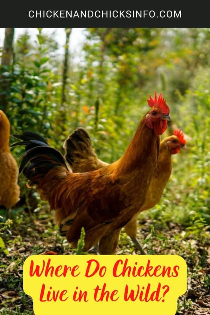 Where Do Chickens Live in the Wild? Chicken & Chicks Info