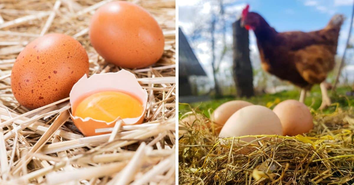 Why Do Chickens Eat Their Eggs? (+How to Stop Them) Chicken & Chicks Info
