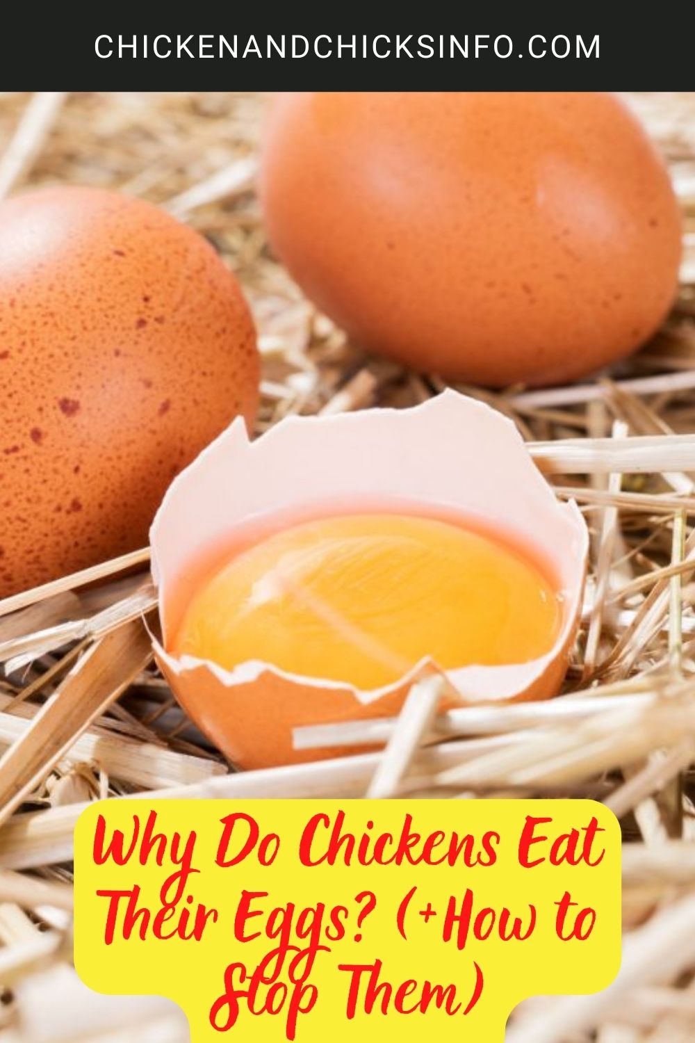 Why Do Chickens Eat Their Eggs? (+How to Stop Them) poster.
