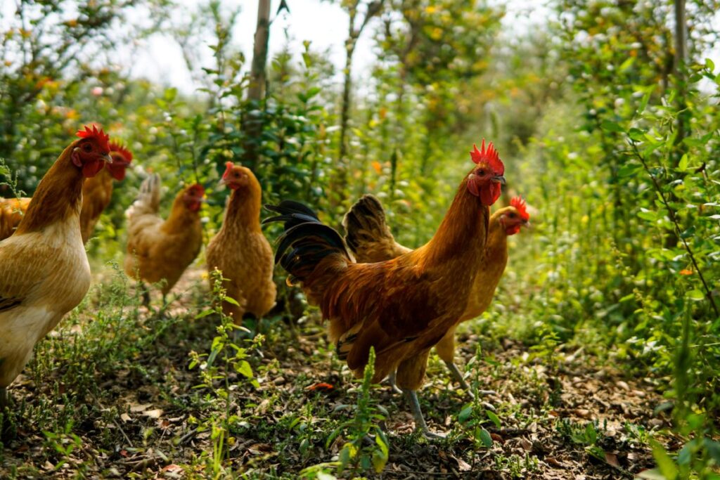 Where Do Chickens Live in the Wild? Chicken & Chicks Info