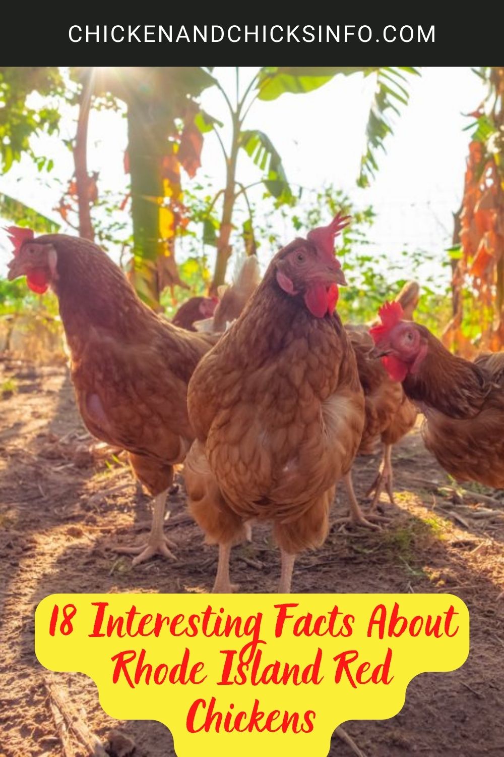 18 Interesting Facts About Rhode Island Red Chickens poster.