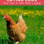 8 reasons why chickens stop laying eggs and what to do