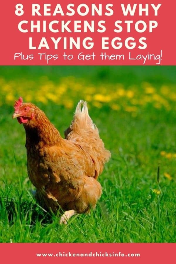 Why Do Chickens Stop Laying Eggs? (8 Reasons) - Chicken & Chicks Info