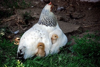 Are All Hens Natural Mothers