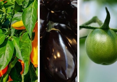 Be Wary of Vegetables That Are Part of the Nightshade Family