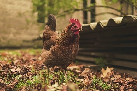 Best Chicken Coop Roof Material