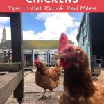 Best Treatment for Red Mite in Chickens