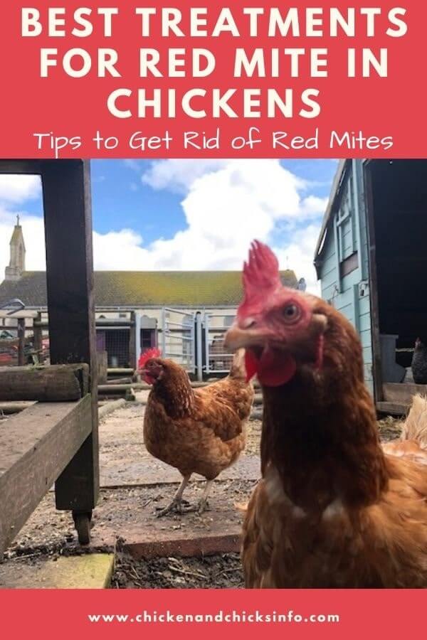 Best Treatment for Red Mite in Chickens