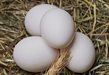 California White Chicken Egg Color Size and Production