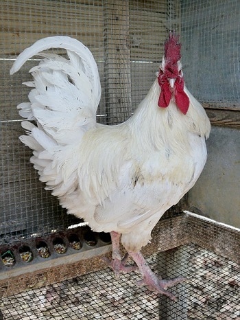 California White Roosters